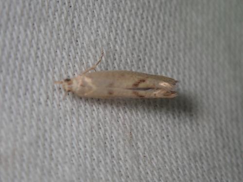 Ypsolopha alpella